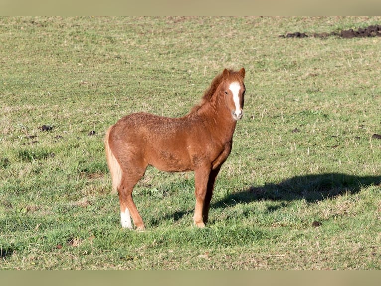 Dartmoor Stallion 1 year 12 hh Chestnut-Red in Marlieux