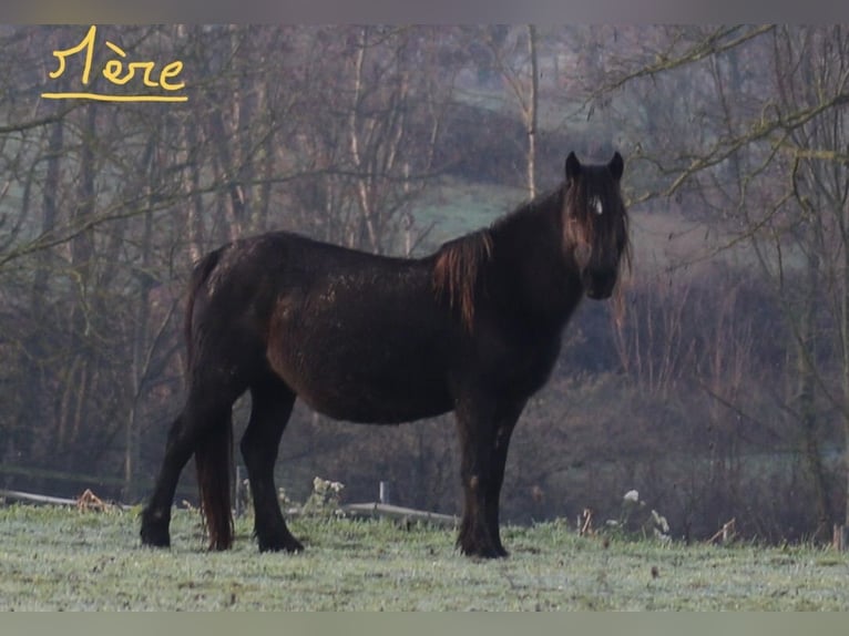 Dartmoor Stallion 1 year 12 hh Chestnut-Red in Marlieux