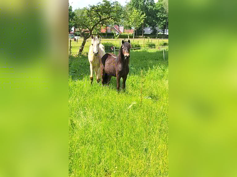 Dartmoor Stallion 1 year 12,1 hh Black in Edewecht