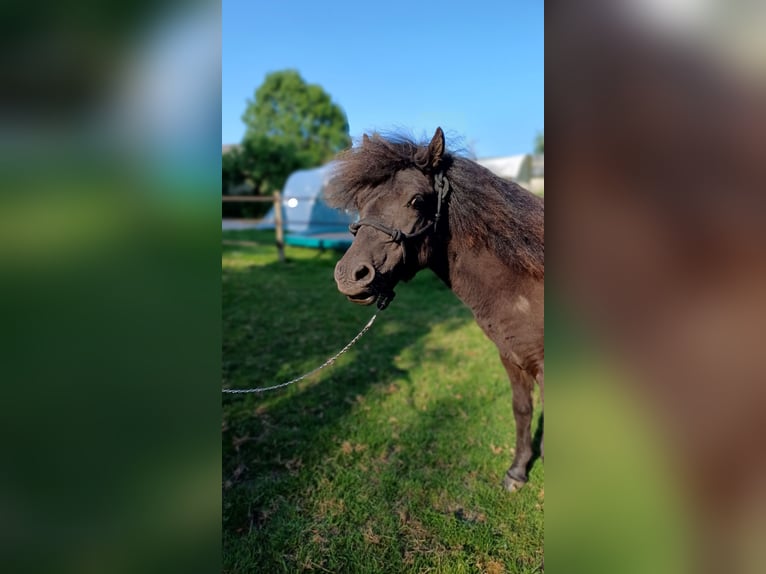 Dartmoor Stallion 1 year Black in Rhenen
