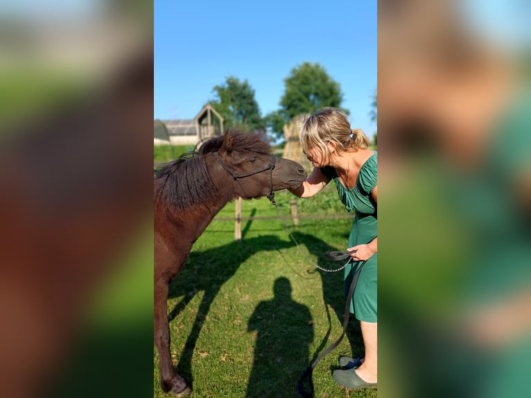 Dartmoor Stallion 1 year Black in Rhenen