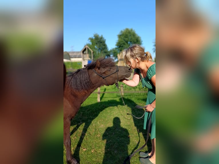 Dartmoor Stallion 1 year Black in Rhenen