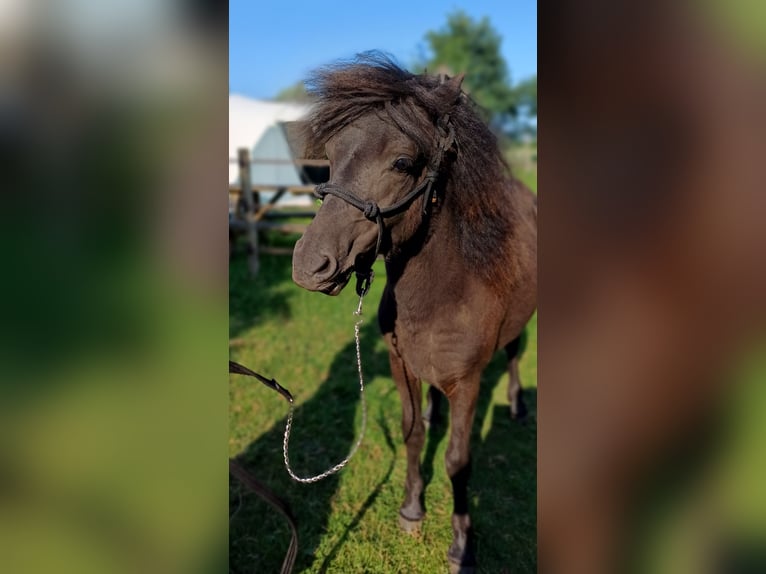 Dartmoor Stallion 1 year Black in Rhenen
