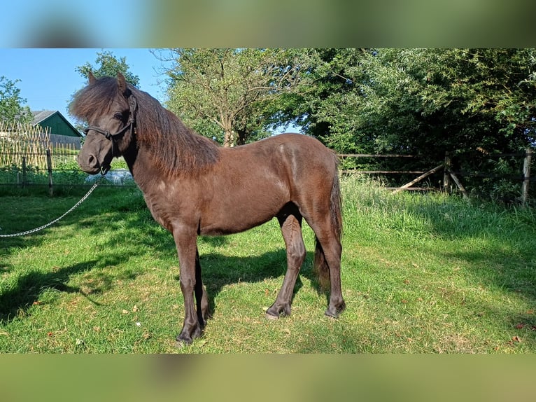 Dartmoor Stallion 1 year Black in Rhenen