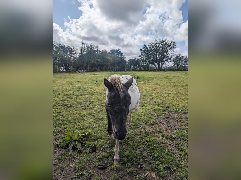 Dartmoor Stallion 1 year in Llanelli