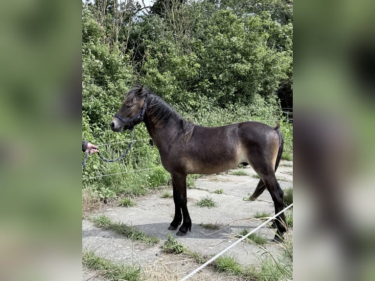 Dartmoor Stallion 1 year Brown in Kamperland