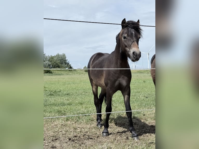 Dartmoor Stallion 1 year Brown in Kamperland