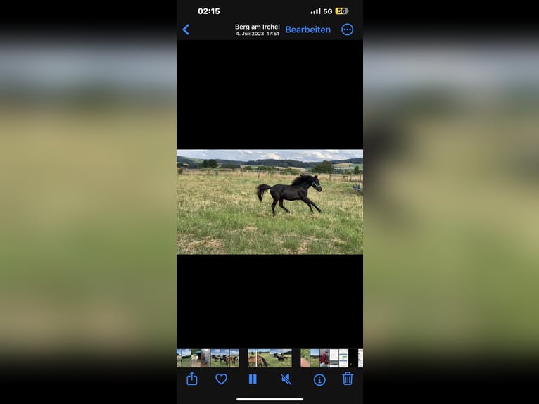 Dartmoor Stallion 2 years 12,1 hh Black in Buch am Irchel