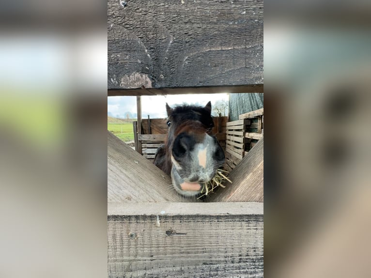 Dartmoor Mix Stallion 3 years 12,1 hh Brown in Maselheim