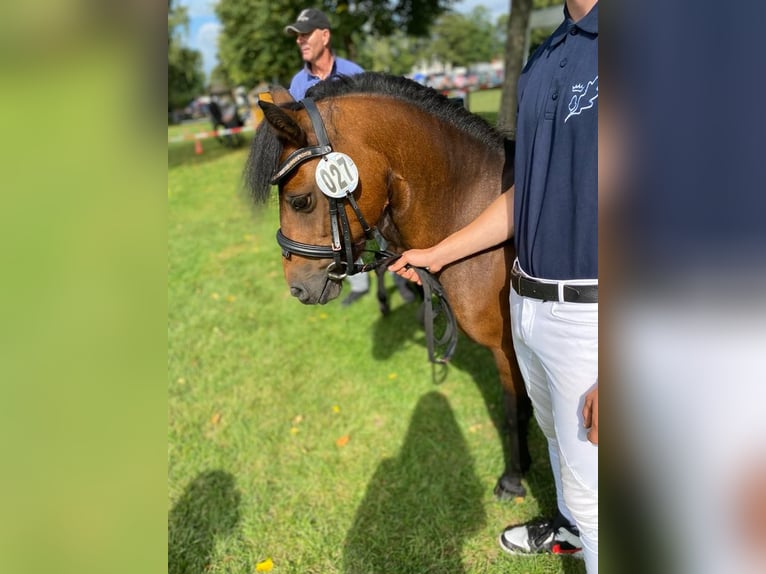 Dartmoor Stallion 3 years 12 hh Brown in Bornh&#xF6;ved