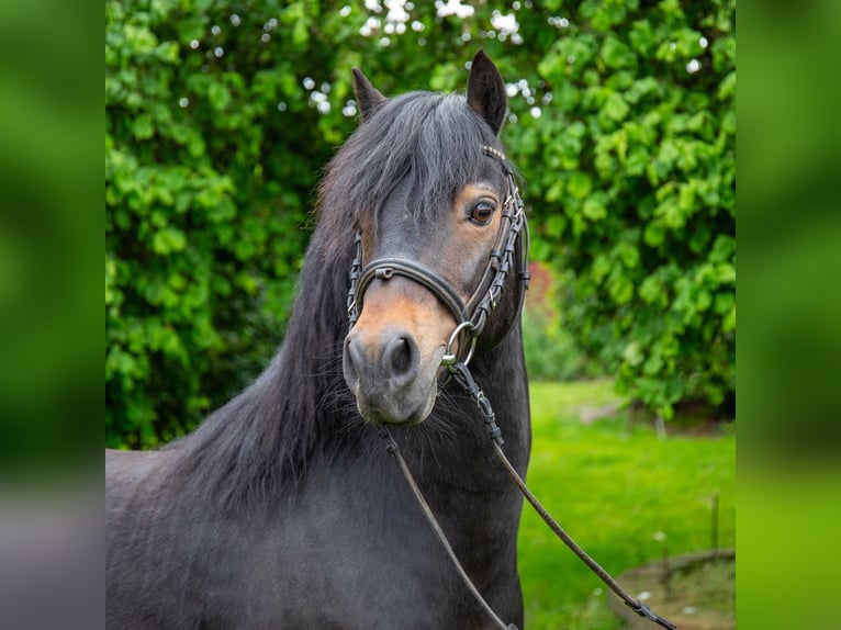 Dartmoor Stallion Bay-Dark in Edewecht