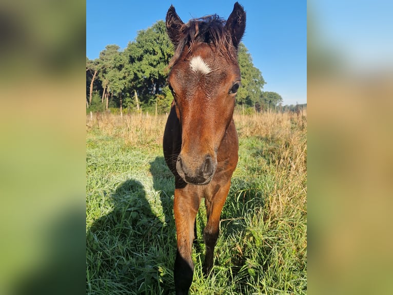 Dartmoor Stallion Foal (05/2026) 12.1 hh Brown in Goch