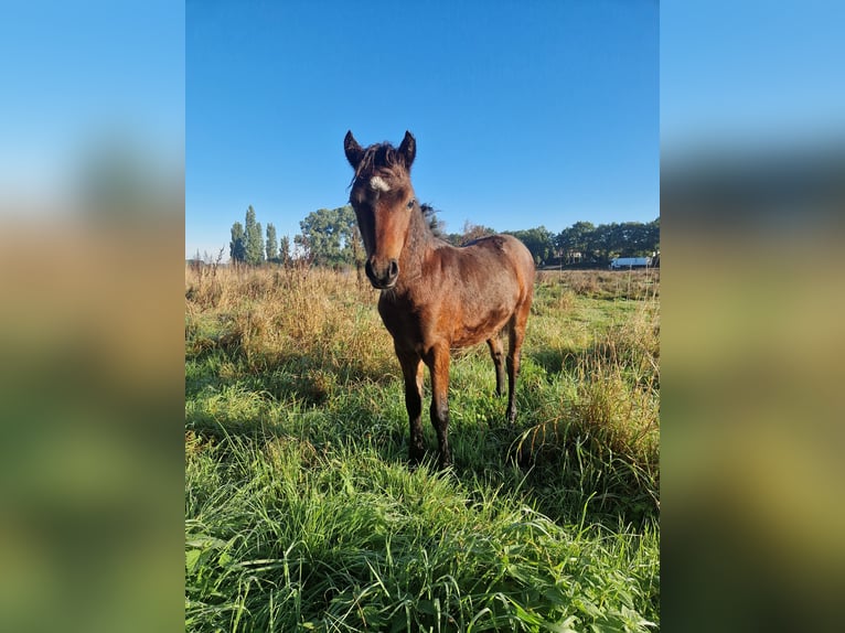 Dartmoor Stallion Foal (05/2026) 12.1 hh Brown in Goch