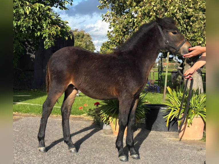Dartmoor Stallion Foal (05/2025) 12 hh Bay-Dark in Goch