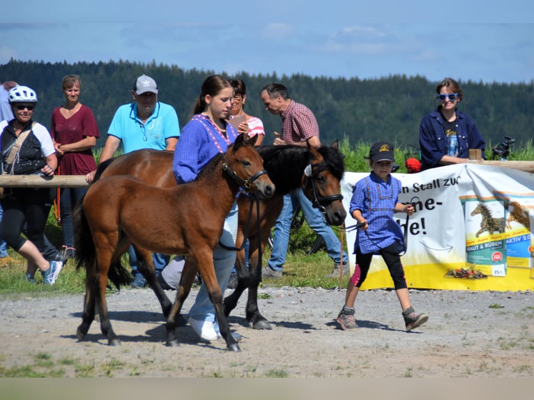 Dartmoor Stallion Foal (04/2024) Brown in Bonndorf im Schwarzwald