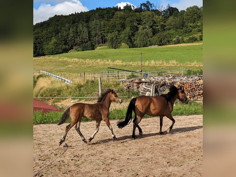 Dartmoor Stallion Foal (04/2024) Brown in Bonndorf im Schwarzwald