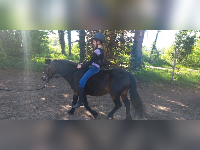 Dartmoor Stute 14 Jahre 121 cm Brauner in MeppenMeppen