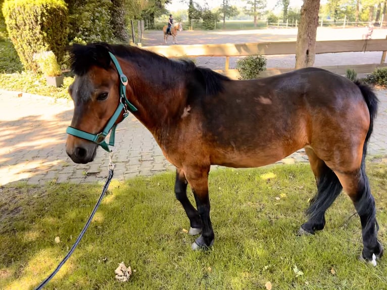 Dartmoor Stute 15 Jahre 122 cm Brauner in MeppenMeppen