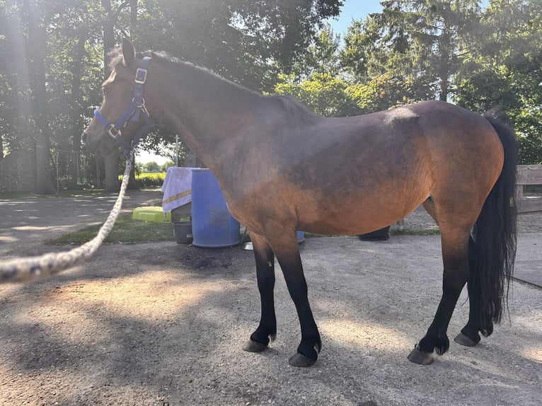 Dartmoor Stute 15 Jahre 122 cm Brauner in MeppenMeppen