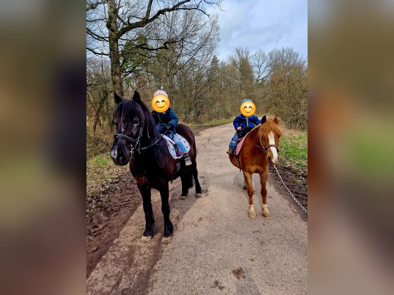 Dartmoor Mix Stute 15 Jahre 135 cm Rappe in Sternenfels