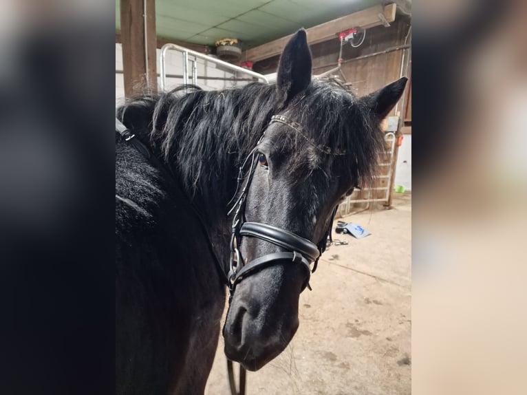 Dartmoor Mix Stute 15 Jahre 135 cm Rappe in Sternenfels