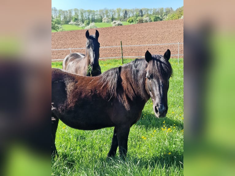 Dartmoor Mix Stute 15 Jahre 135 cm Rappe in Sternenfels