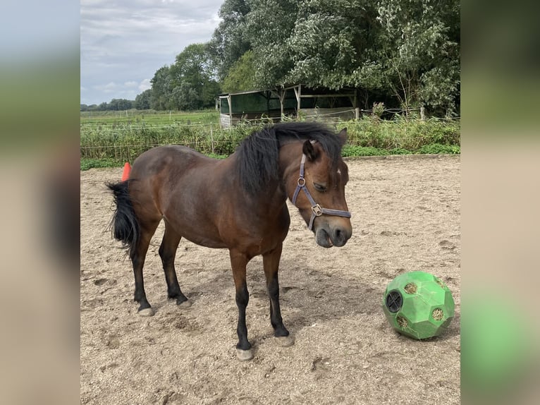 Dartmoor Stute 17 Jahre 122 cm Dunkelbrauner in OldenswortOldenswort