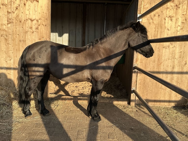 Dartmoor Stute 17 Jahre 125 cm Rappe in March