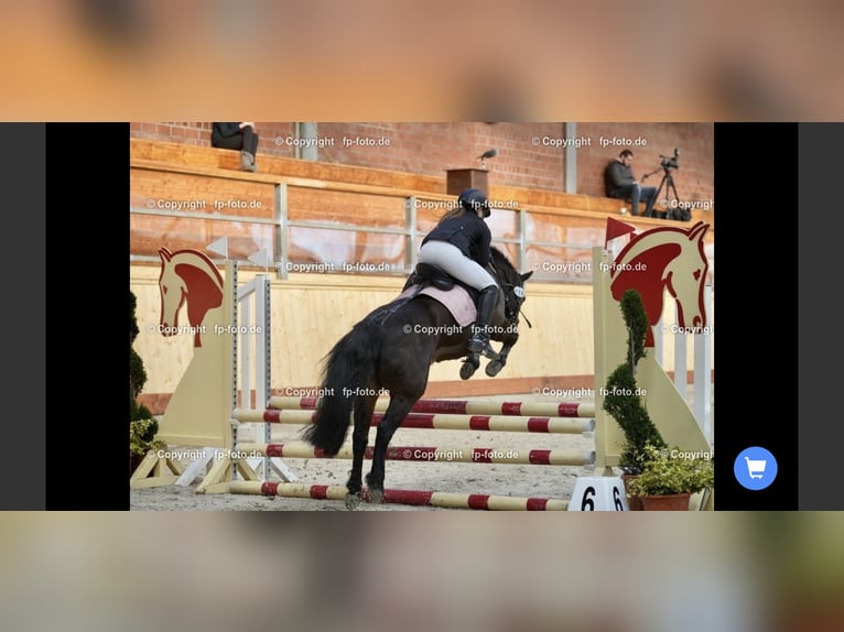 Dartmoor Stute 19 Jahre 128 cm Dunkelbrauner in B&#xF6;nningstedt