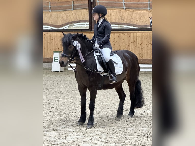 Dartmoor Stute 19 Jahre 128 cm Dunkelbrauner in B&#xF6;nningstedt