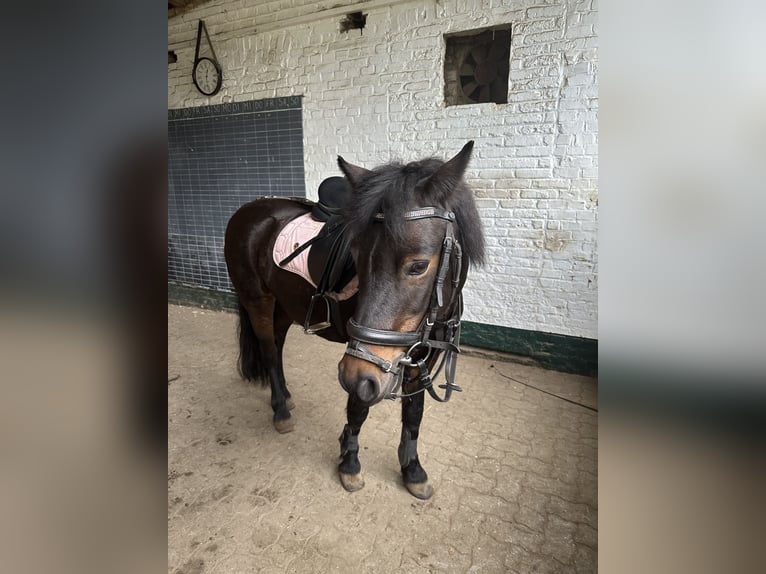 Dartmoor Stute 19 Jahre 128 cm Dunkelbrauner in B&#xF6;nningstedt