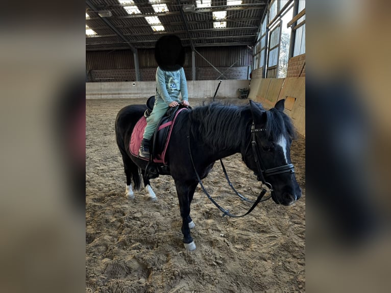 Dartmoor Stute 20 Jahre 124 cm Rappe in Rommerskirchen