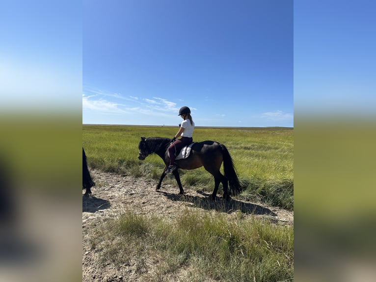 Dartmoor Stute 20 Jahre 128 cm Dunkelbrauner in Bönningstedt