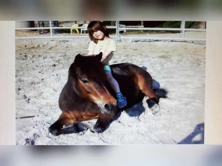 Dartmoor Stute 29 Jahre 115 cm Brauner in Scheibenhardt