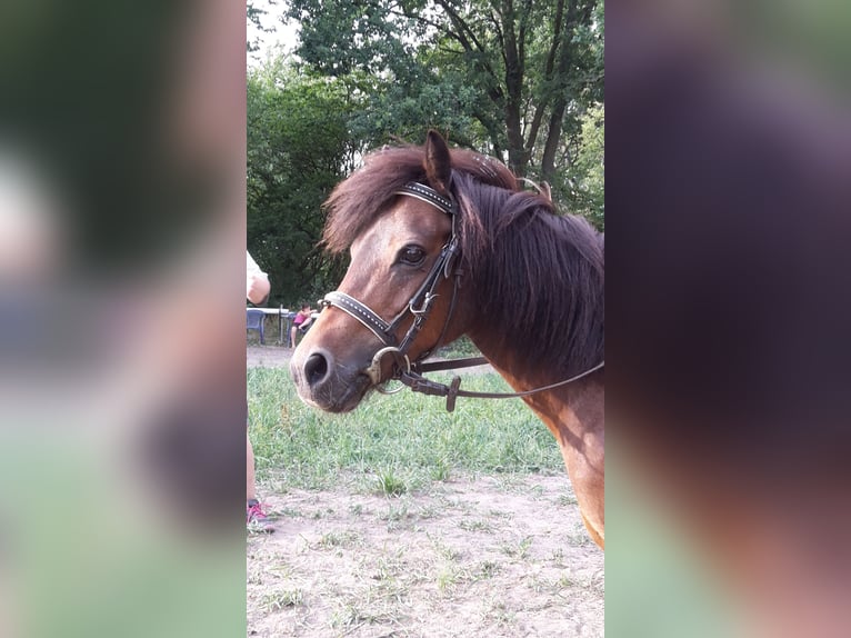 Dartmoor Stute 29 Jahre 115 cm Brauner in Scheibenhardt