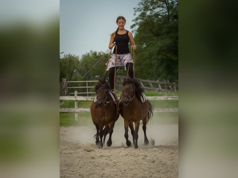 Dartmoor Stute 29 Jahre 115 cm Brauner in Scheibenhardt