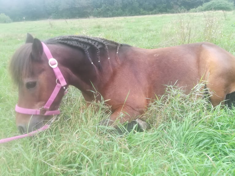 Dartmoor Stute 29 Jahre 115 cm Brauner in Scheibenhardt