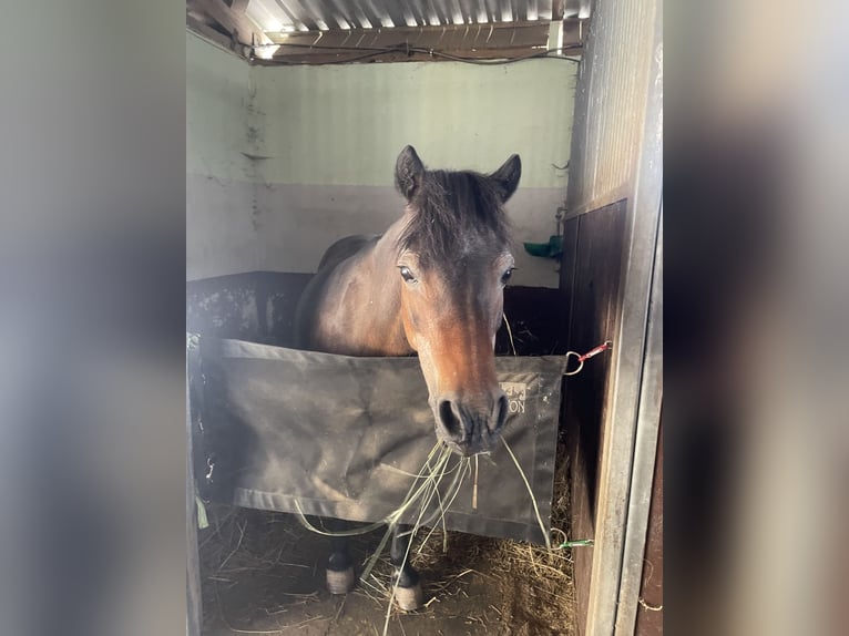 Dartmoor Stute 29 Jahre 115 cm Brauner in Scheibenhardt