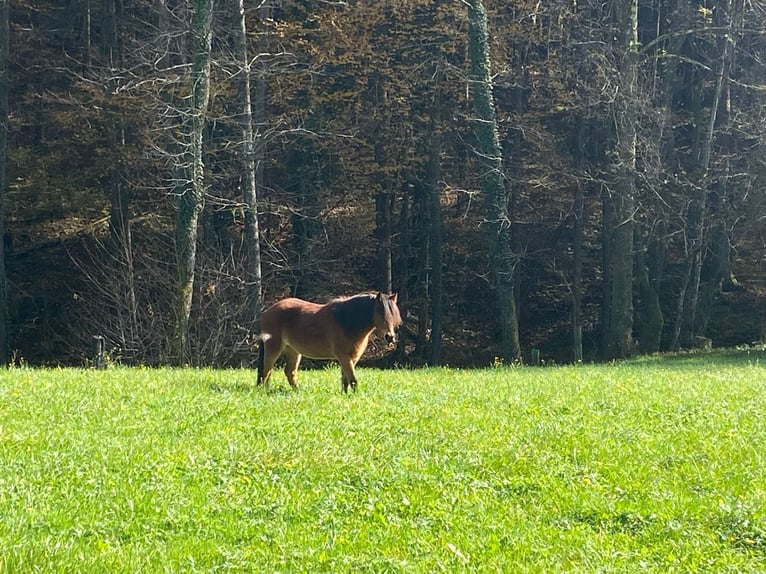 Dartmoor Mix Stute 3 Jahre 120 cm Brauner in Bad Schwanberg