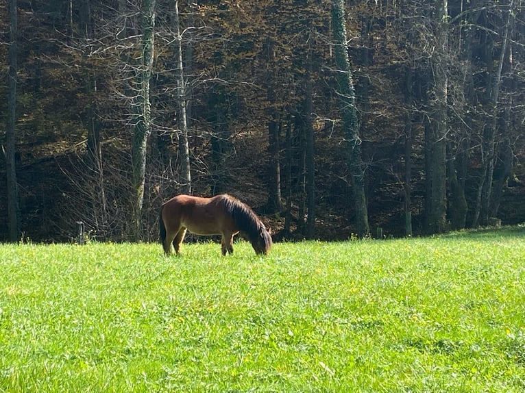 Dartmoor Mix Stute 3 Jahre 120 cm Brauner in Bad Schwanberg