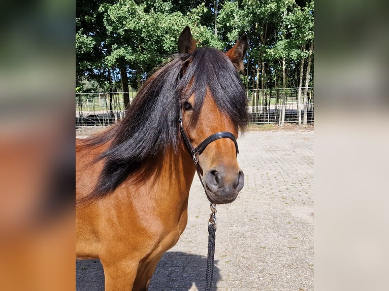 Dartmoor Mix Stute 3 Jahre 120 cm Brauner in Surwold