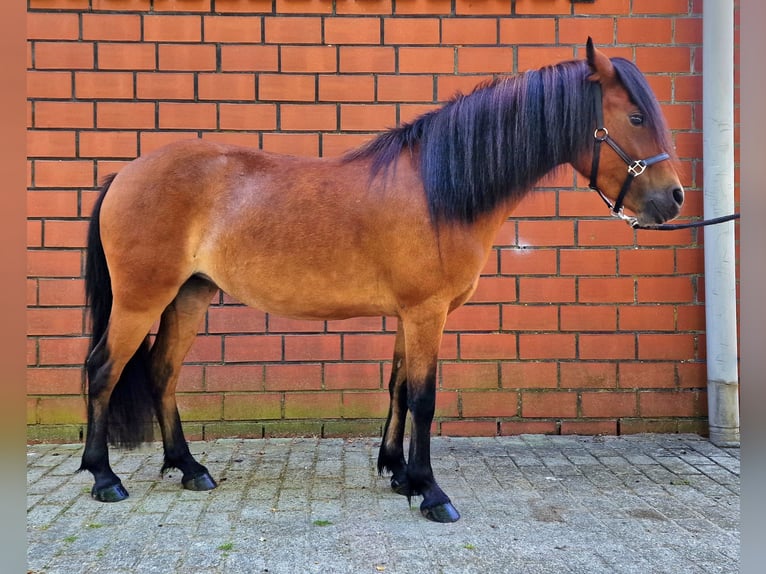 Dartmoor Mix Stute 3 Jahre 120 cm Brauner in Surwold