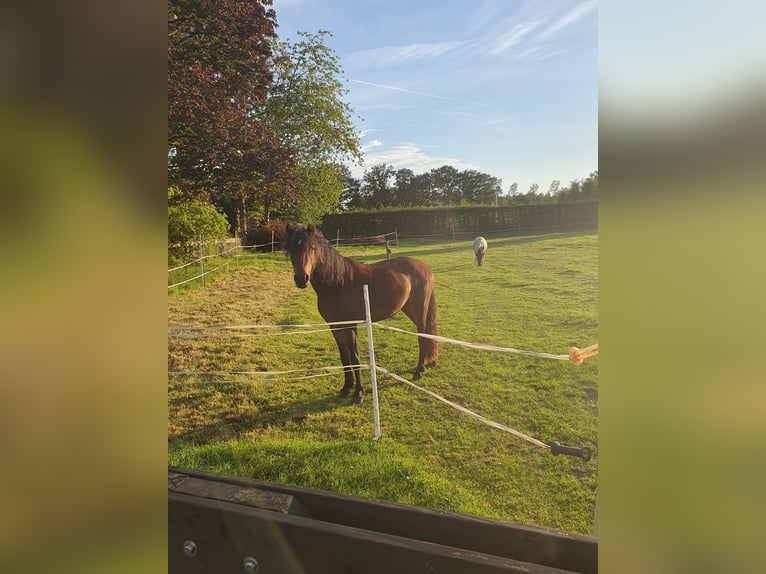 Dartmoor Stute 3 Jahre 122 cm Brauner in Herzebrock-Clarholz