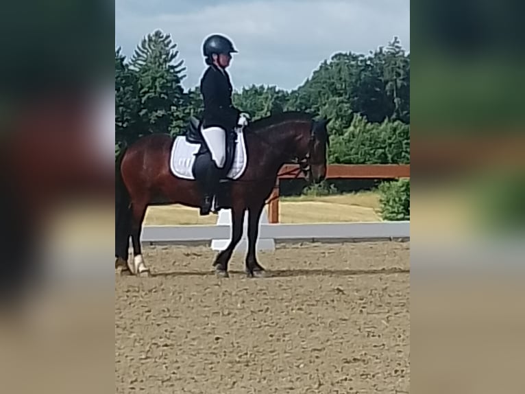 Dartmoor Mix Stute 6 Jahre 121 cm Brauner in Idar- Oberstein