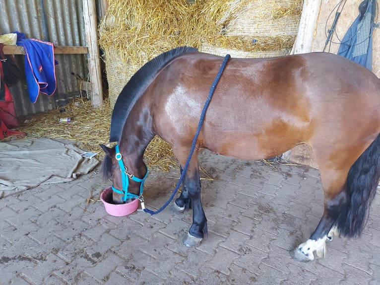 Dartmoor Mix Stute 6 Jahre 121 cm Brauner in Idar- Oberstein