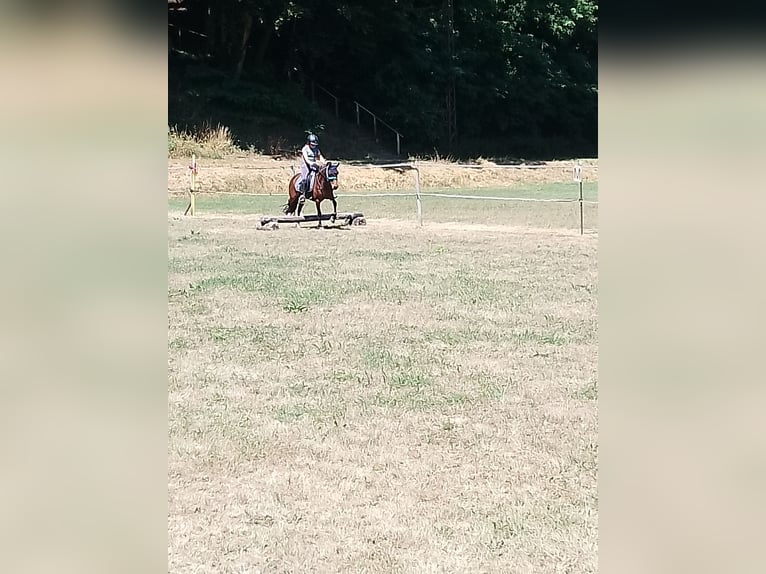 Dartmoor Mix Stute 6 Jahre 121 cm Brauner in Idar- Oberstein