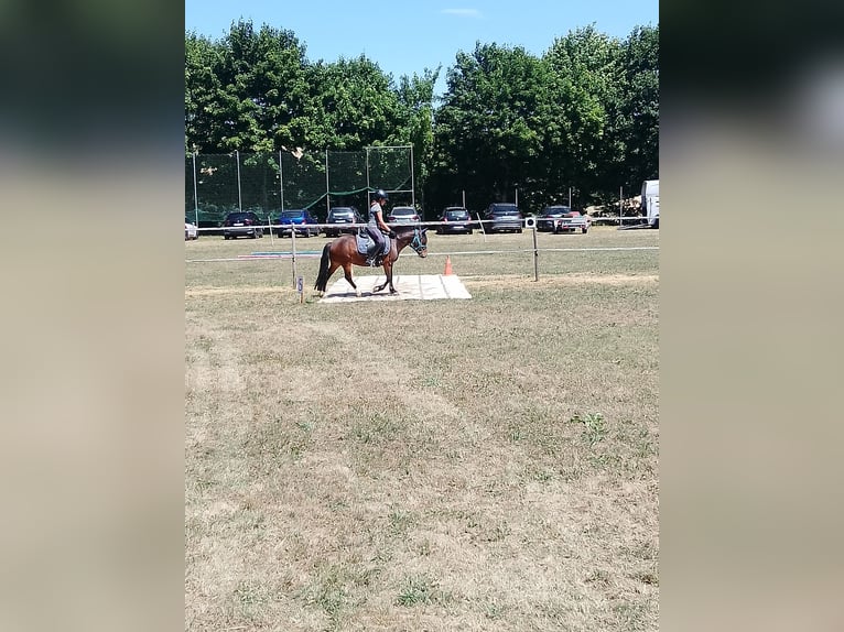 Dartmoor Mix Stute 6 Jahre 121 cm Brauner in Idar- Oberstein