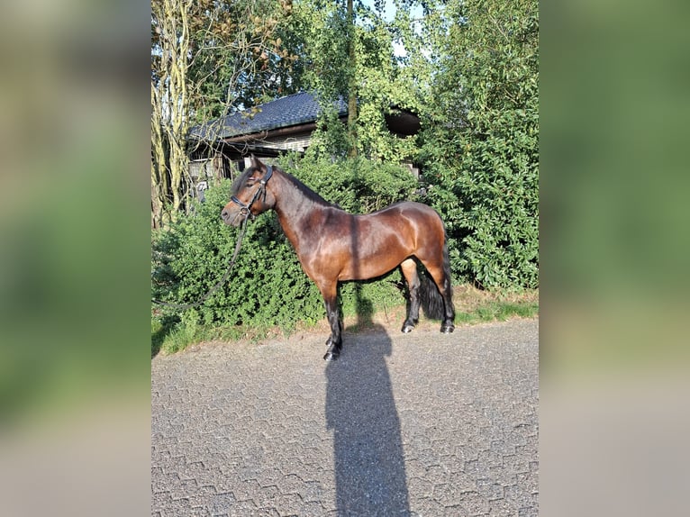 Dartmoor Stute 6 Jahre 129 cm  in Friesoythe