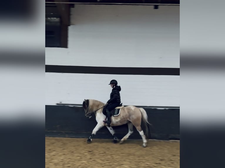 Dartmoor Mix Stute 6 Jahre 147 cm Schecke in Neuss