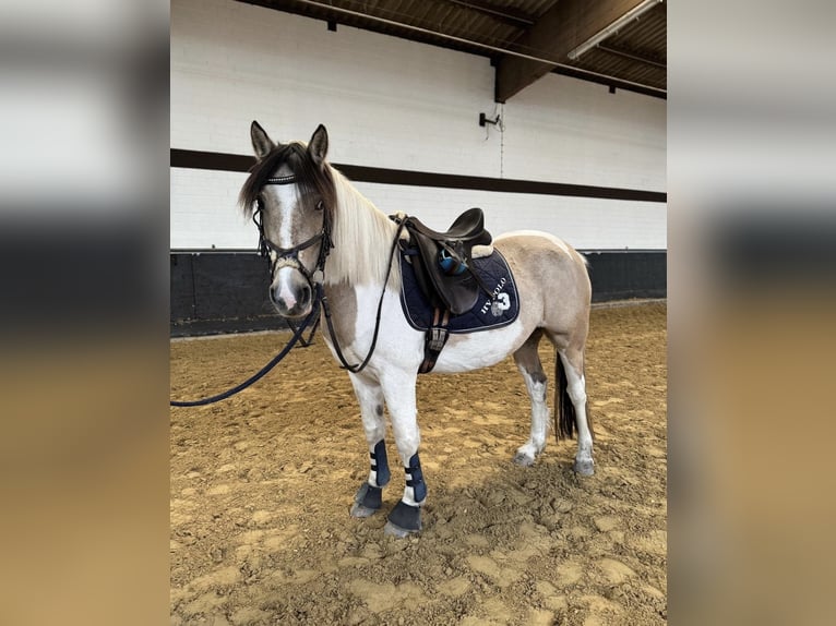 Dartmoor Mix Stute 6 Jahre 147 cm Schecke in Neuss